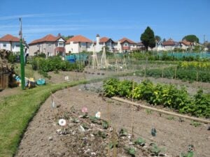 Picture of allotments